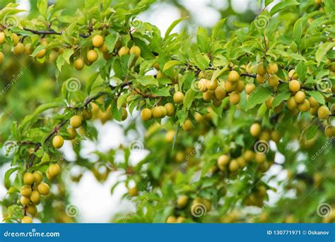 Wild Cherry Plum or Prunus Cerasifera Tree Stock Image - Image of ...