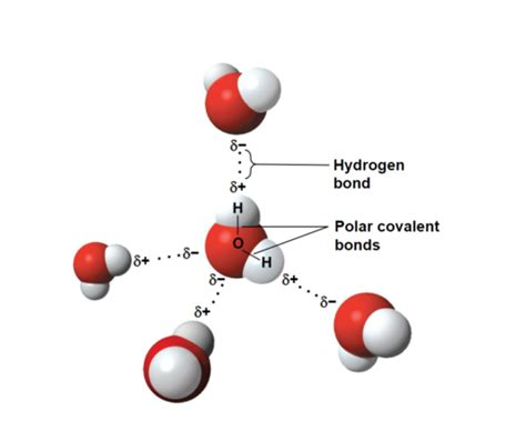 Polar Covalent Bond Water