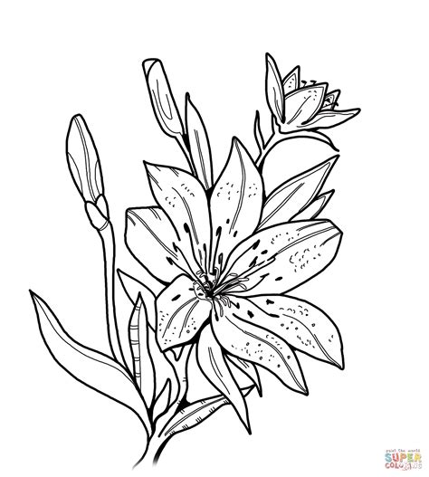 Lily coloring page | Free Printable Coloring Pages | Free printable ...