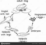 Frog Life Cycle Coloring Page sketch template