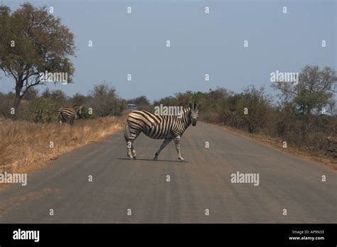 Zebra crossing road Stock Photo - Alamy