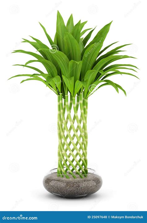 Bamboo Plant in Pot Isolated on White Stock Photo - Image of plant, color: 25097648