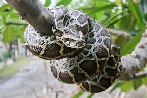 What Is A Burmese Python? - ReptileStartUp.com