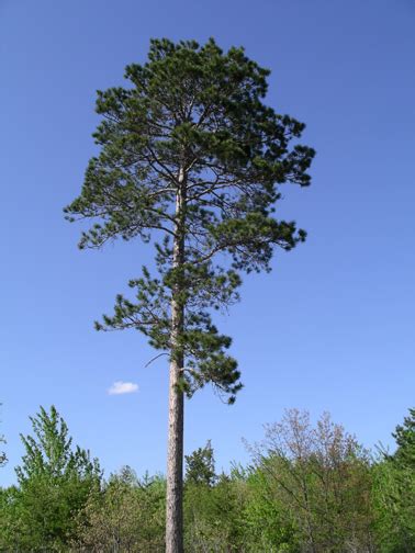 Norway Pine (Red Pine) Tree Facts, Identification, Habitat, Pictures