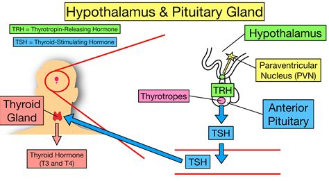 Thyroid Hormone Synthesis Animation Tutoring Clipart