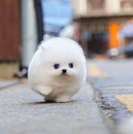 Cute teacup Pomeranian puppy, Los Angeles | Pomeranian puppy, Teacup ...