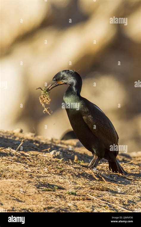 Pelagic Cormorant (Phalacrocorax pelagicus) carrying nesting material ...