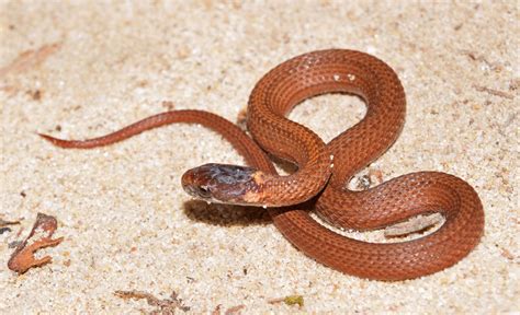 Maryland Biodiversity Project - Red-bellied Snake (Storeria occipitomaculata)