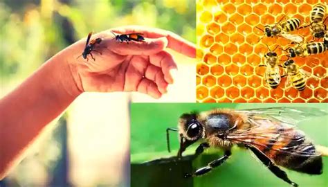 Bee Sting: मधमाशी डंक उपचार आणि त्याची लक्षणे | Honey Bee Sting ...