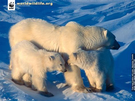 Polar bear family - The Animal Kingdom Photo (2200295) - Fanpop