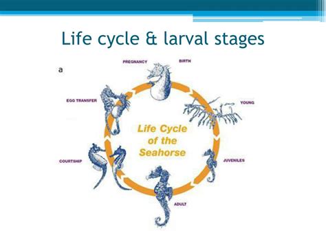 PPT - Seahorse Aquaculture PowerPoint Presentation, free download - ID ...