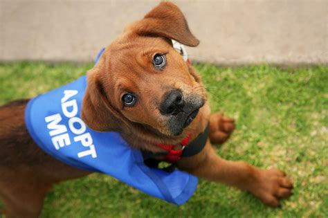 Mobile Adoptions and Information Booths - San Diego Humane Society