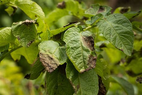 Potato diseases & common pests - Plantura