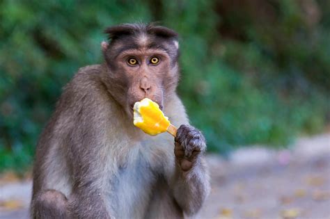 Brown Monkey Eating Yellow Ice Cream · Free Stock Photo