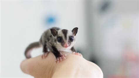 How to Care for Sugar Glider Sugar Glider Care Sheet