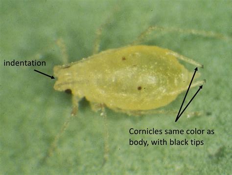 You too can ID aphids…and manage them with biocontrol | Biocontrol Bytes