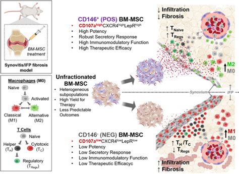 Signature quality attributes of CD146+ mesenchymal stem/stromal cells correlate with high ...