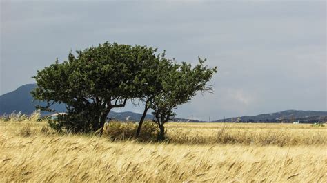 Gratis Afbeeldingen : landschap, boom, fabriek, veld-, prairie, platteland, eten, gouden, bodem ...