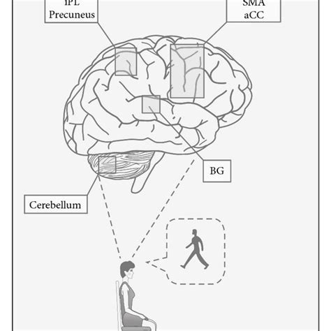 The human brain activity during motor imagery (a) and action... | Download Scientific Diagram