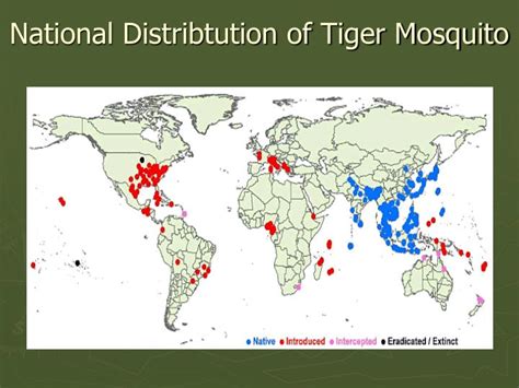 PPT - Asian Tiger Mosquito PowerPoint Presentation - ID:989850