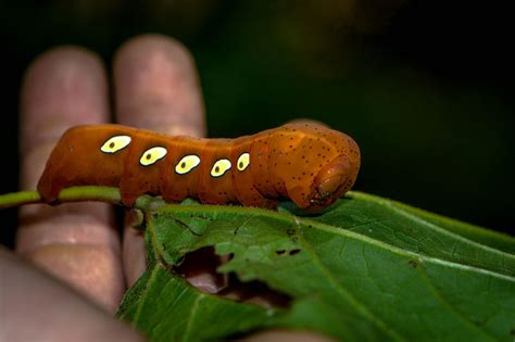 Pandora Sphinx Moth Caterpillar | Sphinx moth caterpillar, Cool insects, Moth