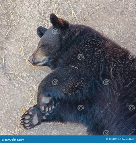 A Portrait of a Sleeping Black Bear Cub Stock Image - Image of sleeping, slumber: 46591321