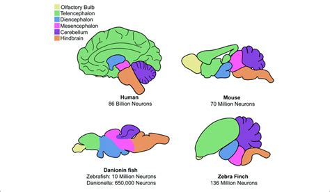 | Comparison of anatomy for mammalian and discussed non-mammalian ...