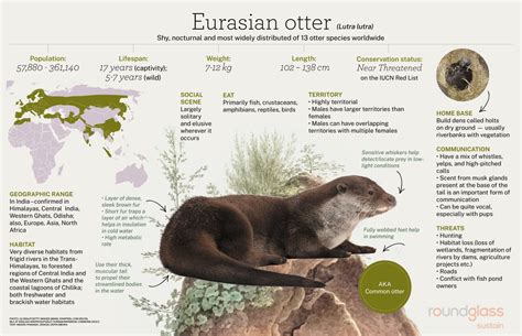 Eurasian Otter: Facts, Range, Territory | Roundglass | Sustain