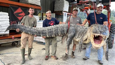 Dang! Big lizard! - The Bored Room - The Bore Site