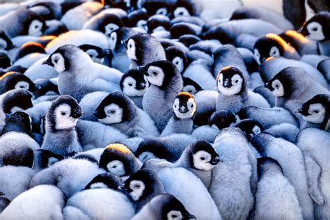 Penguin Chicks huddling together to stay warm : r/Eyebleach