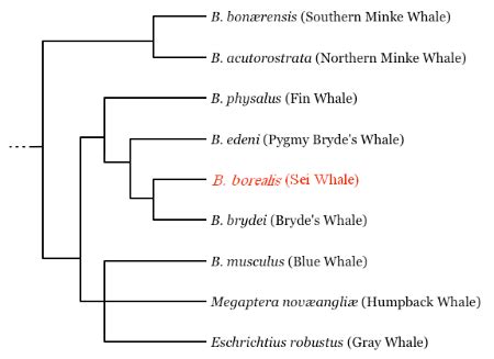 Phylogenetic Tree | Definition, Types & Diagram | Study.com