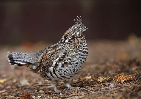 What Is The Pennsylvania State Bird? - WorldAtlas