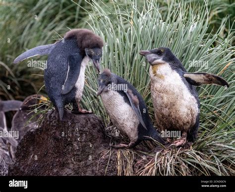 Macaroni penguin young hi-res stock photography and images - Alamy