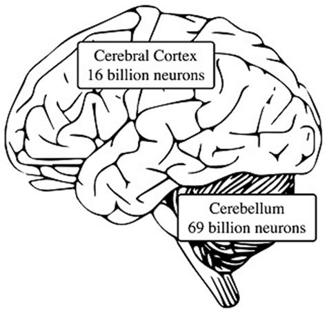 On Biology The prominent role of the cerebellum in the development of culture