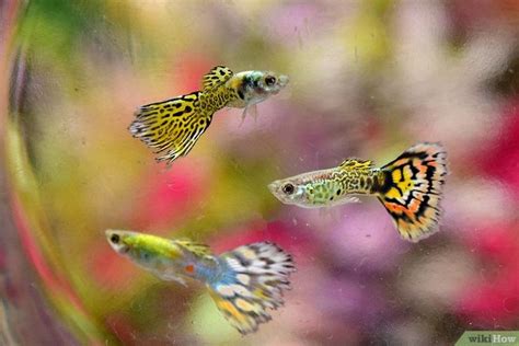 How to Keep and Breed Fancy Guppies (with Pictures) | Tropical fish aquarium, Tropical ...