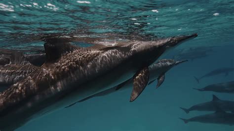 Wildlife Nature Group Of Dolphins Playing In Stock Footage SBV-338411784 - Storyblocks