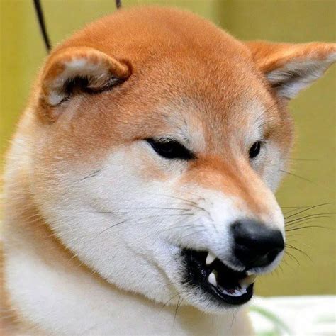 Shiba Inu