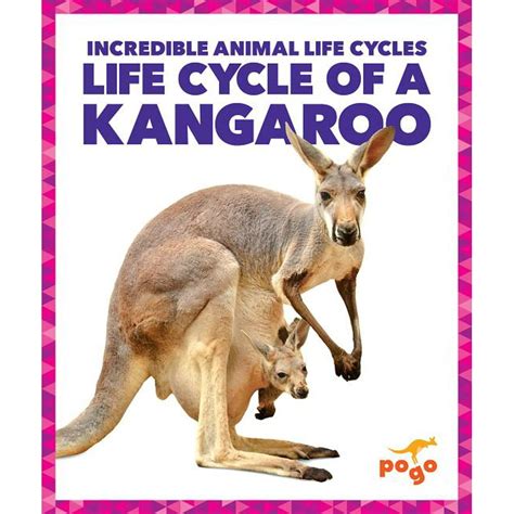 Life Cycle of a Kangaroo - Walmart.com - Walmart.com