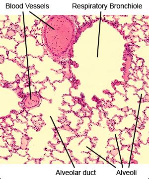 Anatomy A215 Virtual Microscopy