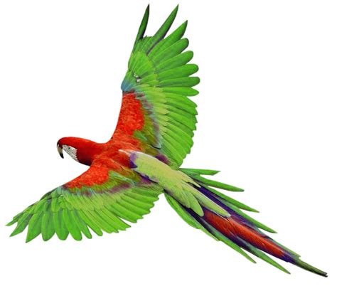 Download Flying Green Parrot Png Images Download HQ PNG Image | FreePNGImg