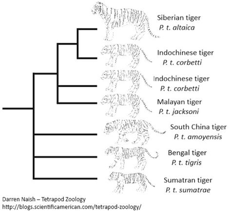 Tiger Evolution Timeline