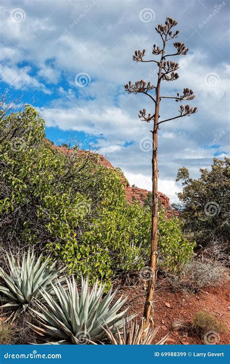 Native Plants, Sedona, Arizona Stock Image - Image of mesa ...