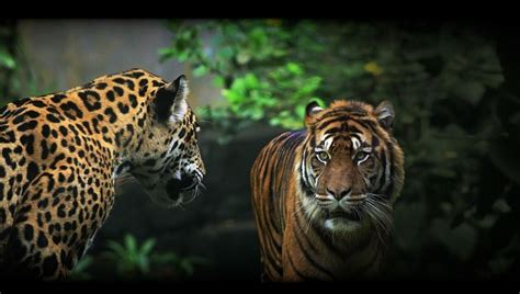 Tiger Vs. Jaguar - A Closer Look At Their Differences