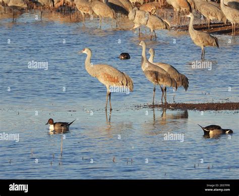 Sandhill Cranes at Whitewater Draw - P1000 Stock Photo - Alamy