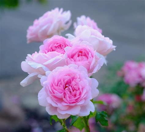 Roses: Plant Care and Collection of Varieties - Garden.org