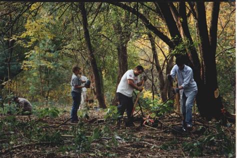 restauración forestal Archivos - Consejo Civil Mexicano para la ...