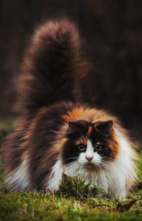 Norwegian Forest Kitten Calico - memmiblog