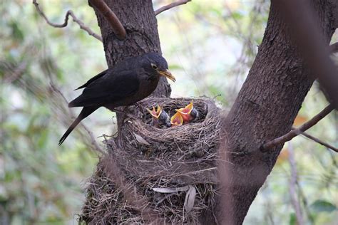 Bird Nesting Season: 7 things you need to know — HRG Tree Surgeons