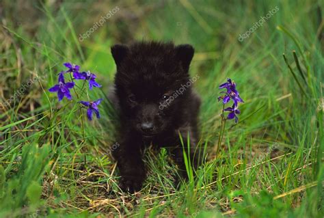 Black Wolf Pup in Flowers — Stock Photo © twildlife #5849319