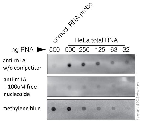 Image de Etoile: Imagej Dot Blot Analysis